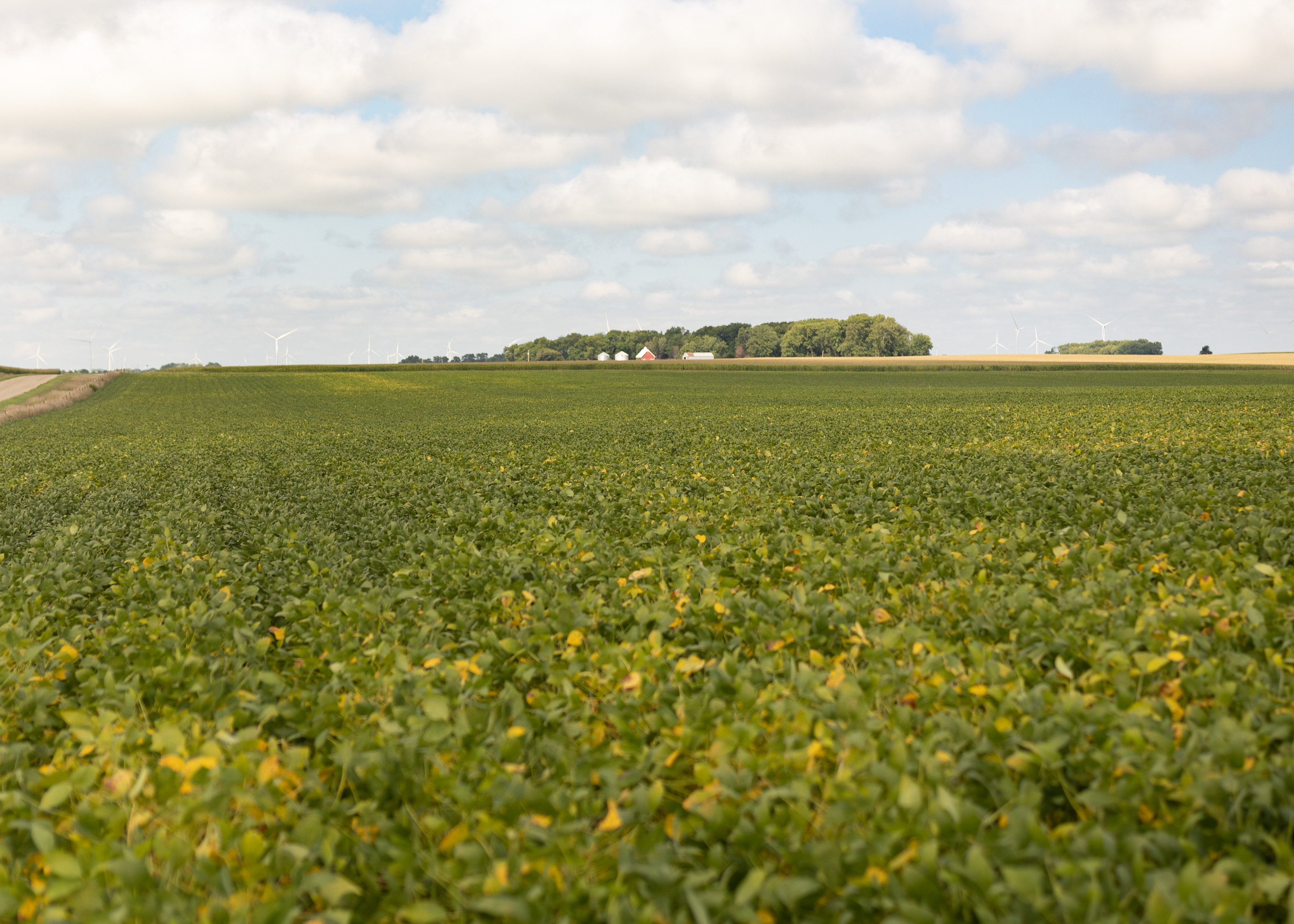 Drought to deluge crop conditions vary across the state